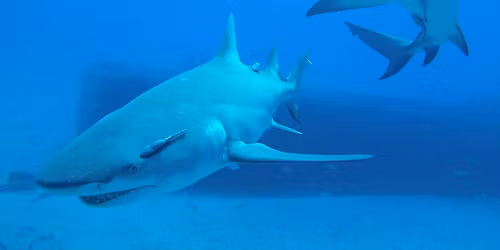 Jupiter Shark Diving 2026