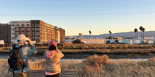 Birding for Beginners