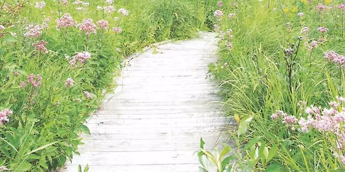 Wetland Wonders
