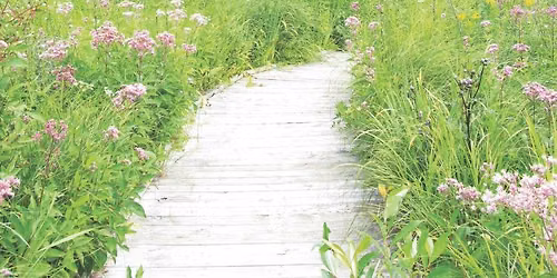 Wetland Wonders