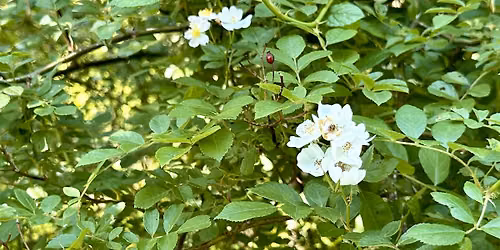 Is Green Always Good? - Caution of Invasive Plants