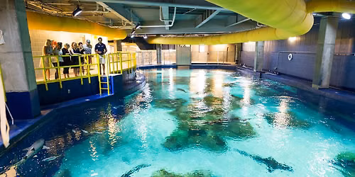 LIMITED-TIME Behind-the-Scenes Tour at OdySea Aquarium