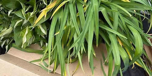 2026 Spring Plant Sale