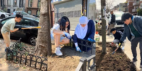 Street Tree Care in Astoria