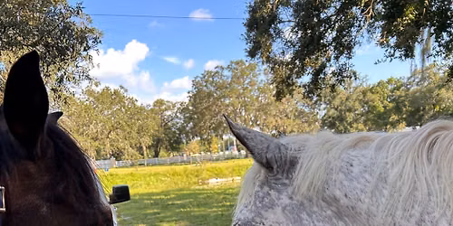 Summer Pony Daze