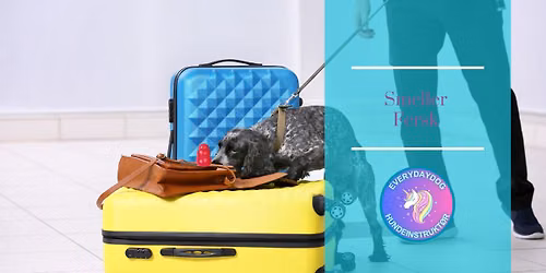 Smeller fersk med Everydaydog