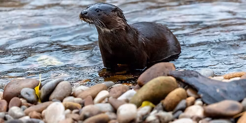 Otter Trekking on the Wharfe - Two Days
