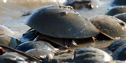 Sea into Pleasant Bay: A Guided Hands-On Exploration of Coastal Creatures