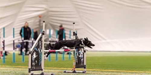 Treningi agility z Ol\u0105 Gronek