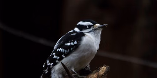 Second Saturday Bird Walk