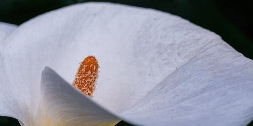 Flower Photography