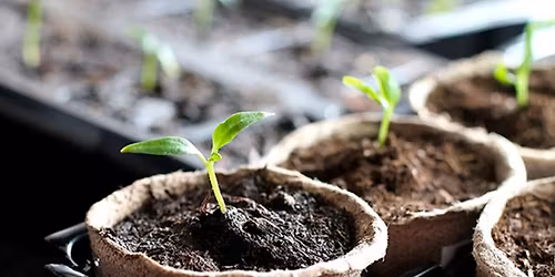 Seed Starting and Garden Planning