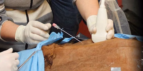 Ultrasound-Guided Orthopedic Injection Techniques & Therapies - A 2-Day Practical Course