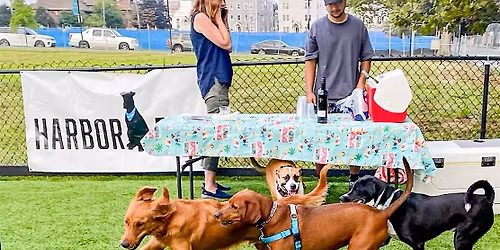 Yappy Hour in Commons Park Dog Park