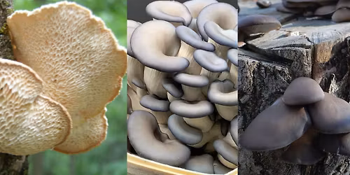 Grow Your Own Mushrooms Outdoors