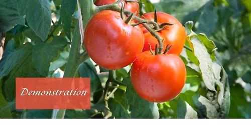 Lunch and Learn: All about Tomatoes