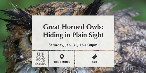 Great Horned Owls: Hiding in Plain Sight