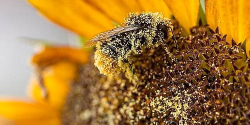 Sciences participatives insectes pollinisateurs