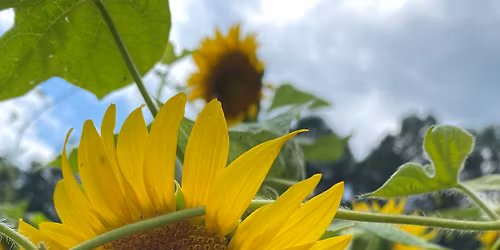 Sunflowers and Selfies