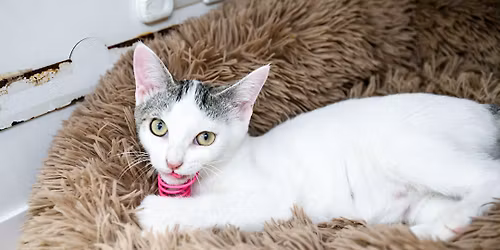 Saturday Adoption Event 1-4 pm at Kissimmee PetSmart