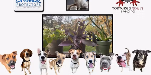 Adoptable Dogs and House Plants