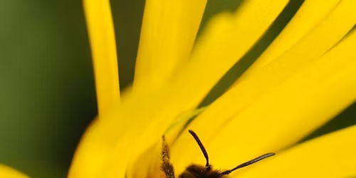 Mason Bee 101 Class- Free!