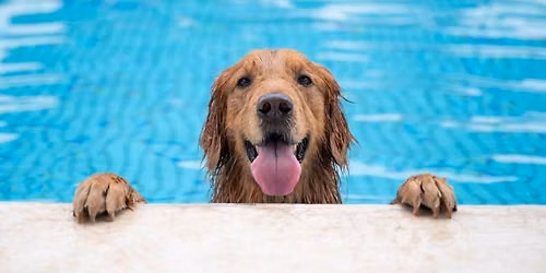 Doggie Paddle