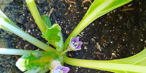 Plant Spirit Familiars