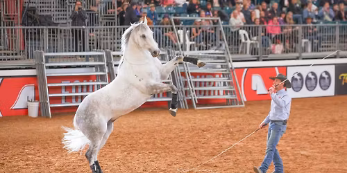 Knights Equestrian - Adelaide Liberty Clinic 2026 