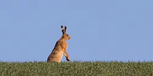 Warton Meadows Consultation