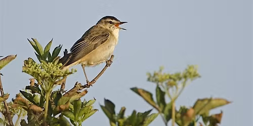 Spring birdsong walk with breakfast.