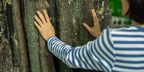 Forest Bathing