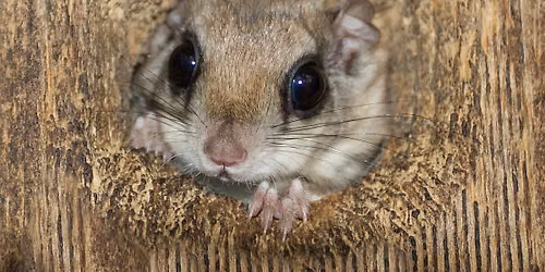 Ohio Nature Education presents Nocturnal Animals