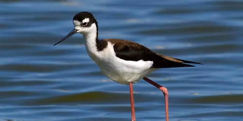 Oyster Point Bay Marina\/Park