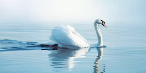 Cape Symphony: Nature's Song