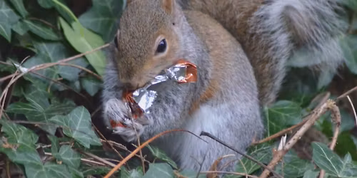 Protect Wildlife and Keep Charlotte Beautiful