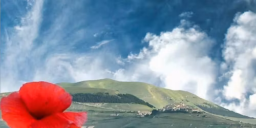 'Poppy Field' Sip & Paint