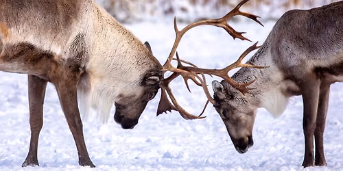 In Context: Caribou Tufting