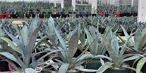 Agave to sustainable fuel