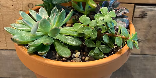 Succulent Bowl Class