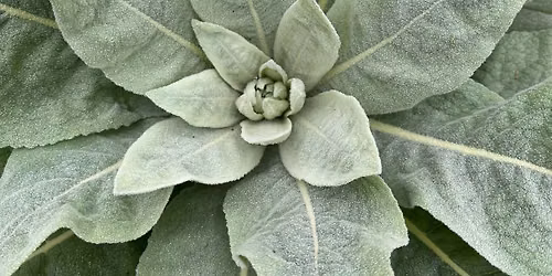 Third Thursday Herbal workshop