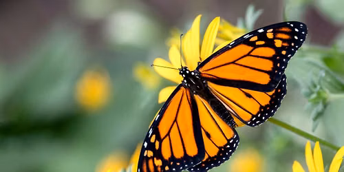 Eco-Explorers: Pollinator Party