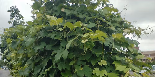 All about Grape Pruning Free Workshop! 