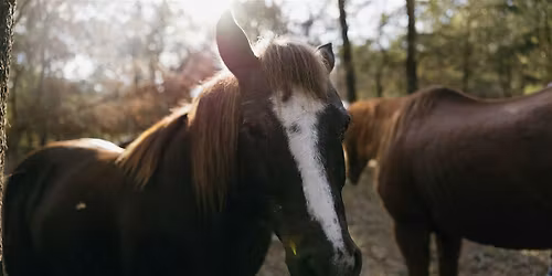 Playful Partners: Animals in Child-Centered Play Therapy Practice