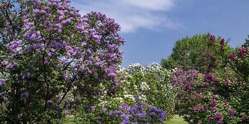 Pique-nique sous les lilas au Jardin botanique
