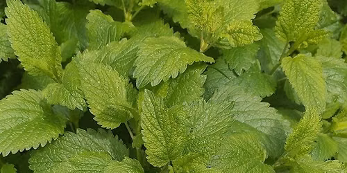Midsummer calm; Lemonbalm and Limeblossom