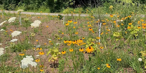 Spring in Bloom: A Slow Walk Through Cedarvale