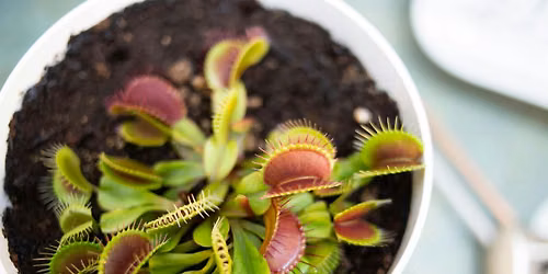 Carnivorous Plants & Bog Garden Workshop in Carrboro