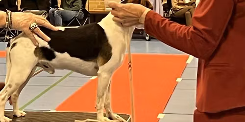 Ringtr\u00e6ning (selvtr\u00e6ning) indend\u00f8rs Vinter 2025\/26 Herlufmagle Hallen