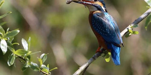 Evening Kingfisher Walk